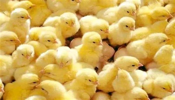 أسعار الكتكوت البلدي والبط الصغير في بورصة الدواجن والشركات
