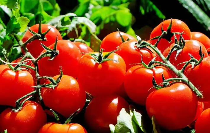 هل يتم رش الطماطم بمادة الإيثريل لتسريع النضج والتلوين الخارجي؟ الزراعة تجيب