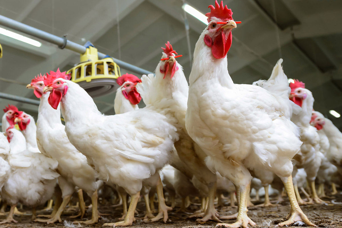 الحكومة تؤكد: انخفاض أسعار الدواجن في الأسواق إلى 100 جنيه للكيلو قبل شهر رمضان