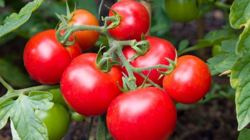 بدأت التوزيع اليوم.. كيلو الطماطم بـ 21.5 في سيارات شركة الصناعات الغذائية